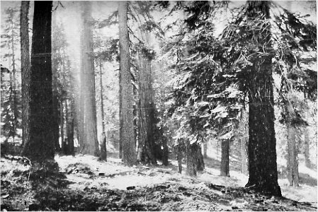 Yosemite forest of Pine, Fir, Incense Cedar, and Sequoia