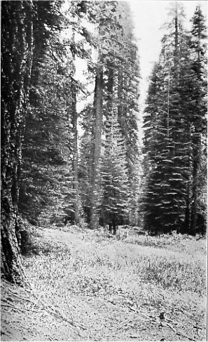 Red Fir-White Fir forest on the Pohono Trail