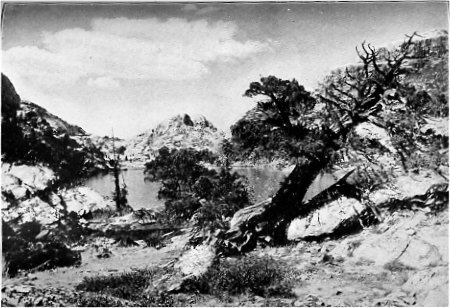 Western Juniper trees at Benson Lake