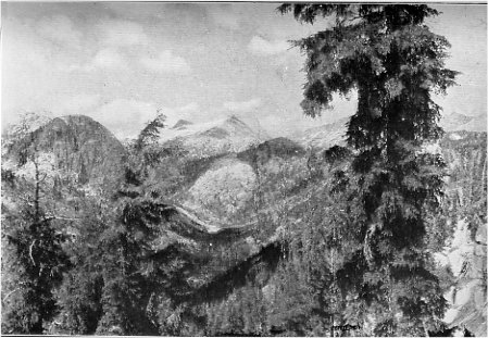 Mountain Hemlocks on rim of Matterhorn Canyon