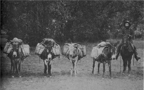 Johnny Castagnetto, husband of Sally Ann, and his pack train brought fruit and vegetables from the Hennessey Ranch in El Portal to Yosemite
