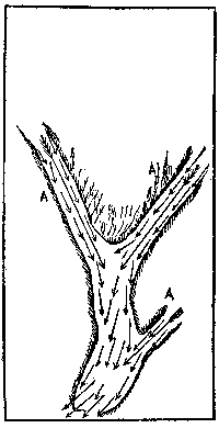 [Fig. 1—Tuolumne Yosemite]