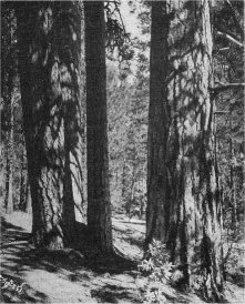 PONDEROSA PINE—Easily recognized by the large jig saw puzzle-like sections of bark