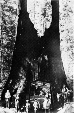 The Dead Giant, Tuolumne Grove, 1894.