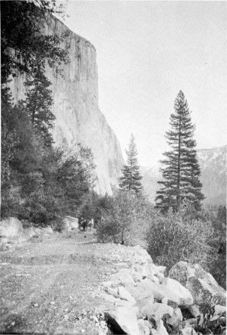 Down into Yosemite Valley. El Capitan in background. About 1907.