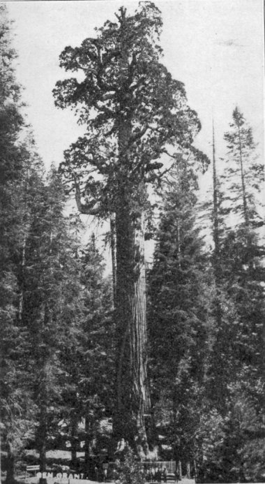 General Grant Tree, General Grant National Park