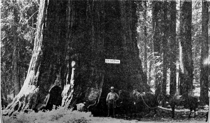 General Sherman Tree, Sequoia National Park