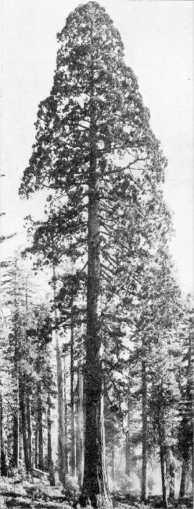 Young Sequoia, Mariposa Grove