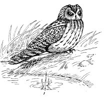 SHORT-EARED OWL