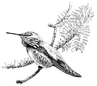 CALLIOPE HUMMINGBIRD