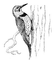 RED-SHAFTED FLICKER