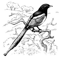 YELLOW-BILLED MAGPIE