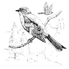 TOWNSEND'S SOLITAIRE