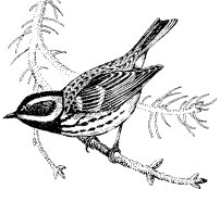 BLACK-THROATED GRAY WARBLER