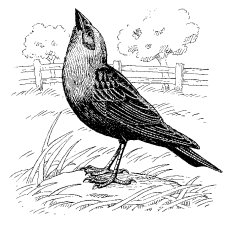 BROWN-HEADED COWBIRD