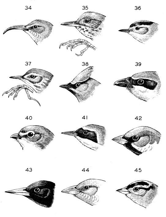 Family Characteristics of Birds 34-45