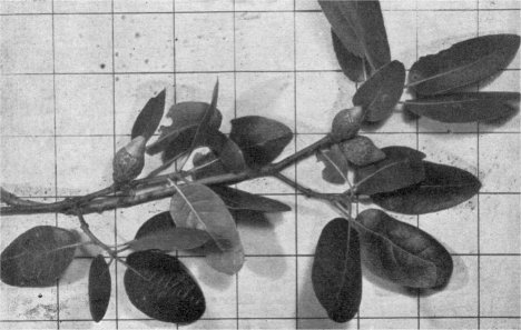Foliage and acorns of interior live oak (Inch squares on background)