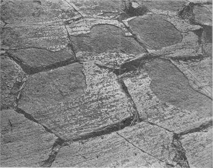 Mosaic-like pattern of tops of “posts.” The glacier-polished surface, some of which has weathered away, bears many parallel grooves showing direction of glacier’s movement