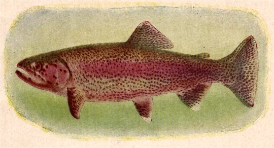 RAINBOW TROUT—Courtesy California Fish and Game