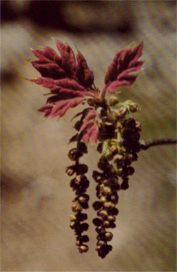 black oak leaves pollen