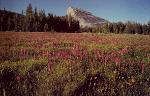 Tuolumne Meadows