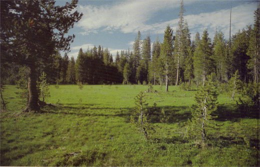 White Wolf meadow