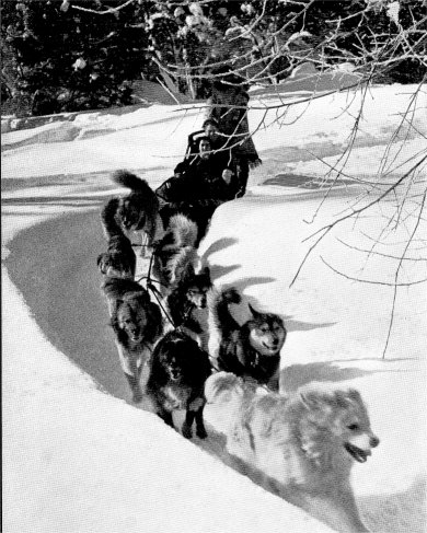Alaskan Dog Team by Ansel Adams