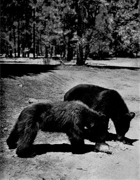 Bear Cubs
by Ansel Adams