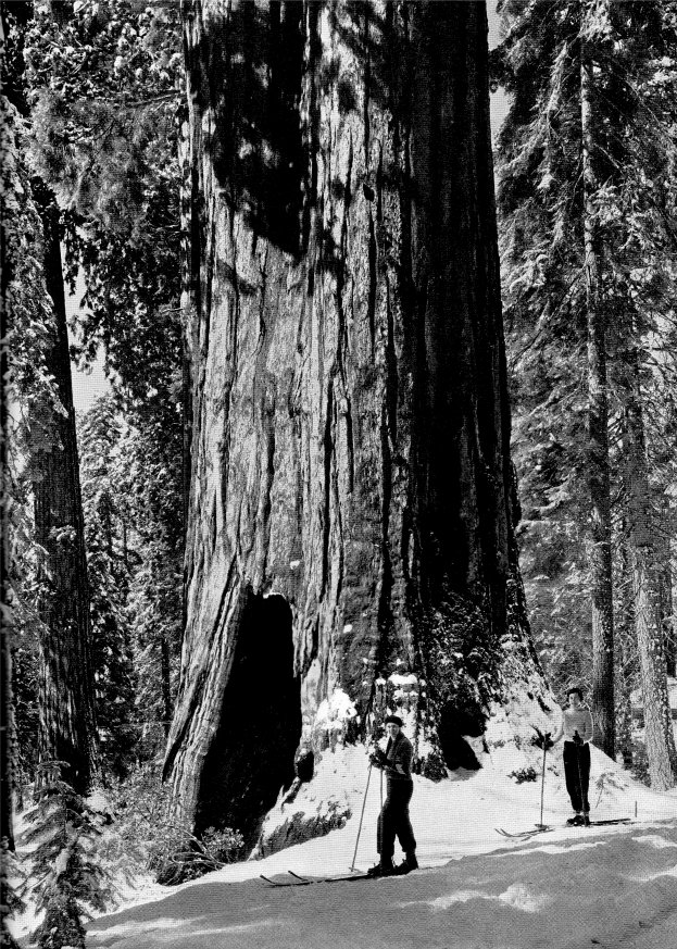Big Trees in Snow by Ansel Adams