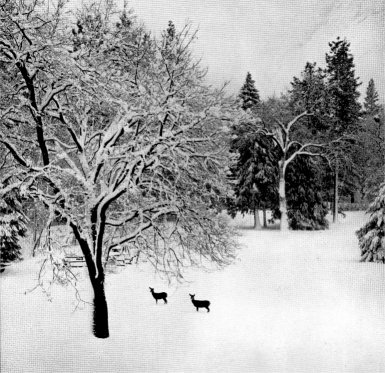 Deer in Snow by Ansel Adams