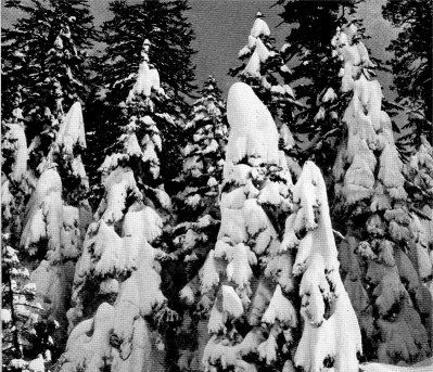 Trees in Snow by Ansel Adams