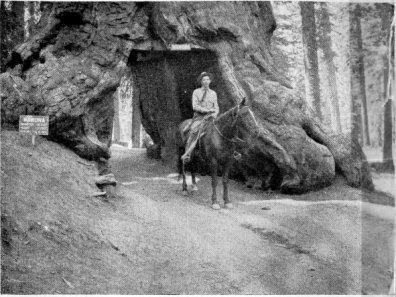 Ranger Bingaman, 1921, on mounted patrol in the Mariposa Grove
 of Big Trees