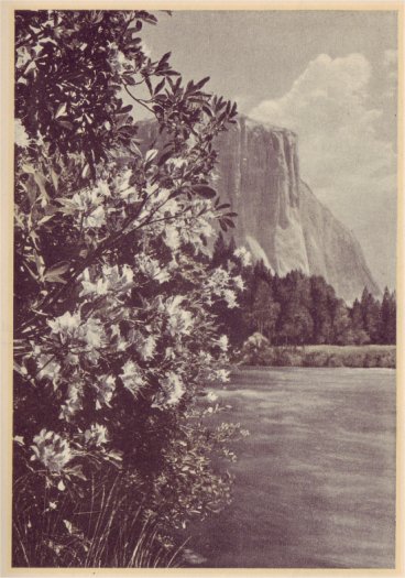 Azalea time along the Merced River, with El Capitan in the background. PHOTO BY A. C. PILLSBURY