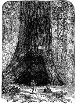 Big Tree, Wawona Grove (giant Sequoia)