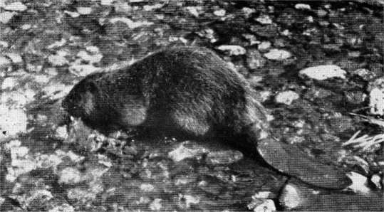 Golden beaver. Photographed immediately after release in Los Padres National Forest.