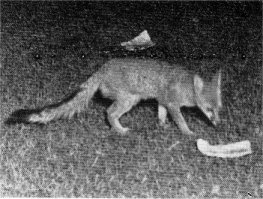 Gray fox. Note black-tipped tail.