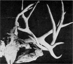 Hopelessly locked antlers brings lingering death to bucks.