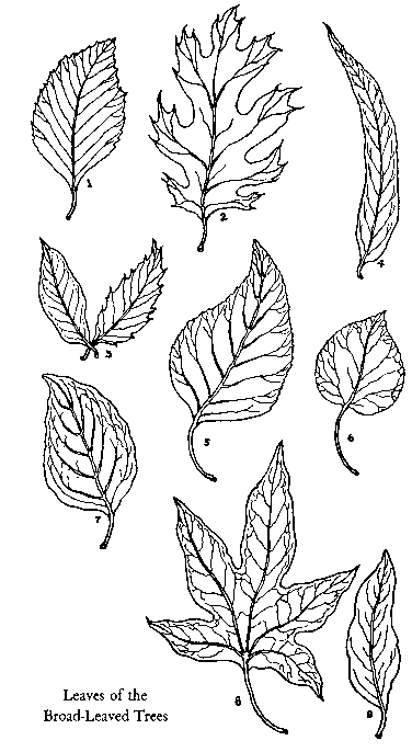 Leaves of the Broad-Leaved Trees