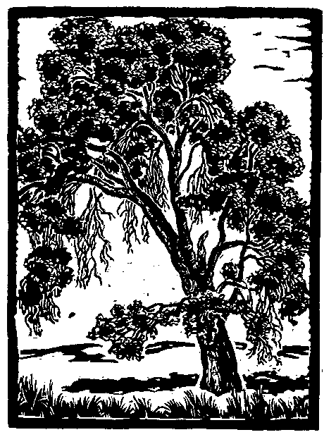 California Black Oak Tree