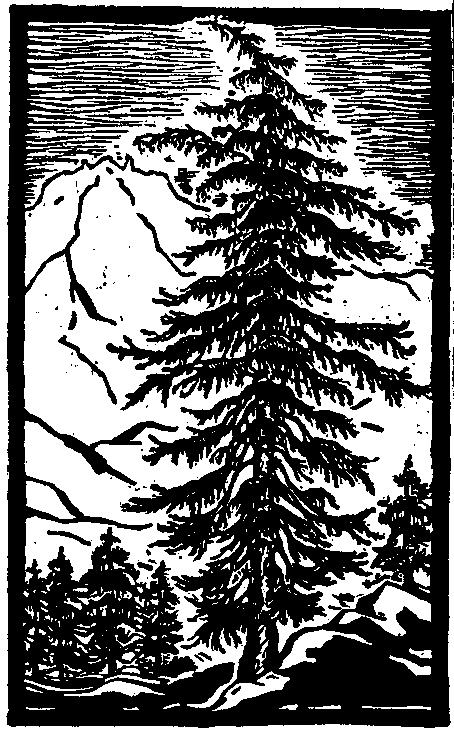 Mountain Hemlock Tree