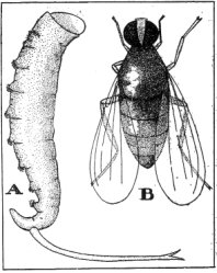 Ka-cha-vee, an insect food (x7). (a) Pupa, used by the Indians. (b) The Adult Fly (Ephydra hians).