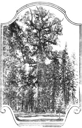 Grizzly Giant, Mariposa Grove