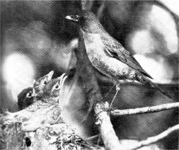 Robin nestlings