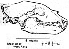 Black Bear Skull sketch