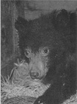 Bear cub found alone in winter--see 'Born at the Wrong Time of Year?,' Yosemite Nature Notes 29(4):32-34 by Robert N. McIntyre