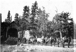 Wawona Covered Bridge with freight wagon and mule team