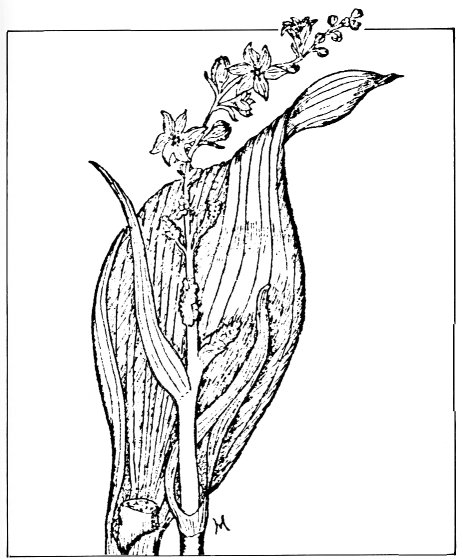 corn lily