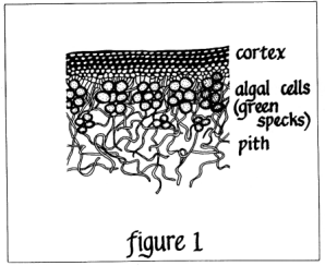lichen (figure 1)