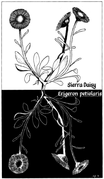 Sierra Daisy, Erigeron petiolaris
