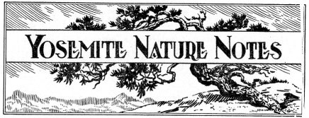 Yosemite Nature Notes 1925 masthead with the Sentinel Dome Jeffrey Pine (which died in 1977 during a drought and fell in 2003)